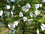 Net Bags for Fruit Tree Pest Protection, 30cm x 20cm (10 Pack)