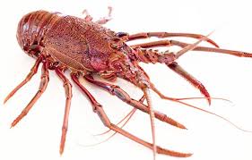 Cray Fishing Equipment