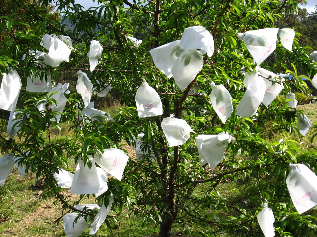 Net Bags for Fruit Tree Pest Protection, 30cm x 20cm (10 Pack)